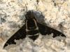 Hemipenthes maura